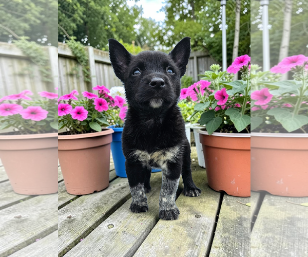 Medium Photo #4 Mutt Puppy For Sale in McKinney, TX, USA