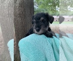 Small Photo #2 Schnauzer (Miniature) Puppy For Sale in WINTERVILLE, GA, USA
