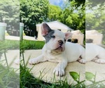Small #3 French Bulldog