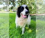 Small #7 Great Pyrenees Mix