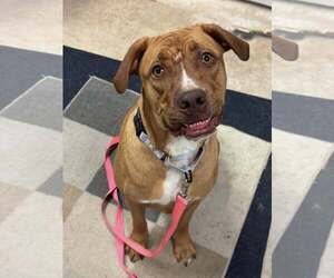 Labrador Retriever-Unknown Mix Dogs for adoption in Millersville, MD, USA