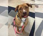 Small Labrador Retriever Mix