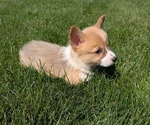 Small #7 Pembroke Welsh Corgi