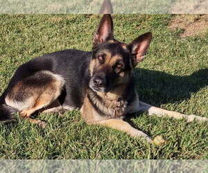 Father of the German Shepherd Dog puppies born on 07/23/2025
