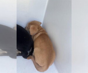 Labrador Retriever-Unknown Mix Dogs for adoption in Houston, TX, USA