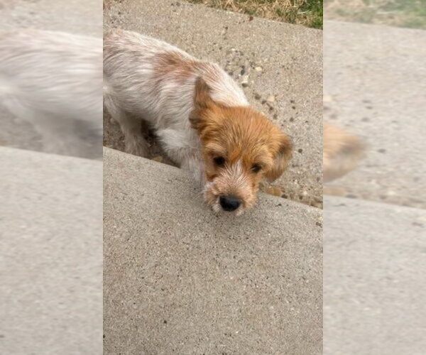 Medium Photo #3 Mutt Puppy For Sale in Grafton, WI, USA