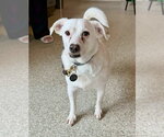 Small #2 Chihuahua Mix