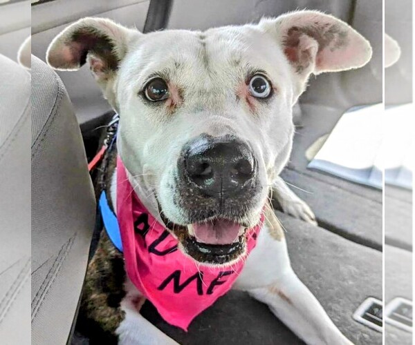 Medium Photo #1 American Staffordshire Terrier-Unknown Mix Puppy For Sale in columbia, SC, USA