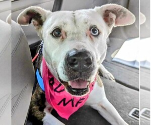 American Staffordshire Terrier-Unknown Mix Dogs for adoption in columbia, SC, USA