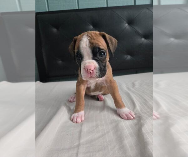 Medium Photo #1 Boxer Puppy For Sale in GALLOWAY, NJ, USA