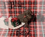 Small Photo #1 Doodle-Goldendoodle Mix Puppy For Sale in FAISON, NC, USA