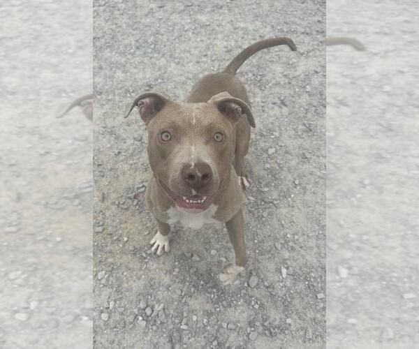 Medium Photo #1 American Pit Bull Terrier Puppy For Sale in Evansville, IN, USA