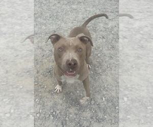 American Pit Bull Terrier Dogs for adoption in Evansville, IN, USA