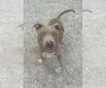 Small American Pit Bull Terrier