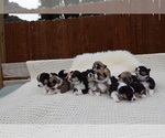 Small Photo #26 Pembroke Welsh Corgi Puppy For Sale in SOULSBYVILLE, CA, USA