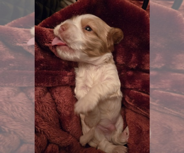 Medium Photo #3 Cocker Spaniel Puppy For Sale in HALYOKE, MA, USA