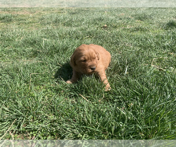 Medium Photo #3 Golden Retriever Puppy For Sale in CLEVER, MO, USA