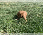 Small #2 Golden Retriever