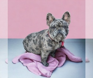 Mother of the French Bulldog puppies born on 04/06/2025