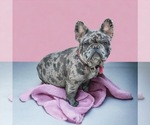 Small Photo #1 French Bulldog Puppy For Sale in PHILADELPHIA, PA, USA