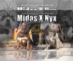 Small #4 American Bully