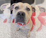 Small #6 American Staffordshire Terrier Mix