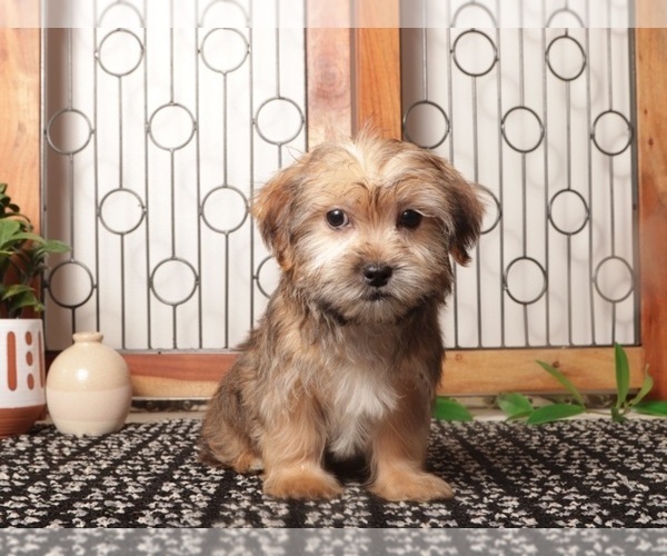 Medium Photo #1 Shorkie Tzu Puppy For Sale in NAPLES, FL, USA