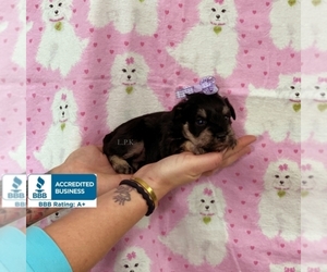 Schnauzer (Miniature) Puppy for sale in WINNSBORO, LA, USA