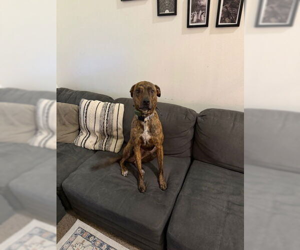 Medium Photo #3 Boxweiler Puppy For Sale in Salt Lake City, UT, USA