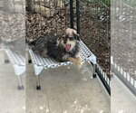 Small #1 Mutt