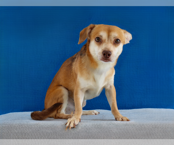 Medium Photo #2 Chihuahua-Unknown Mix Puppy For Sale in Pasadena, CA, USA