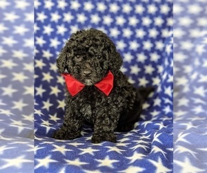Maltipoo-Poodle (Miniature) Mix Puppy for sale in LINCOLN UNIV, PA, USA