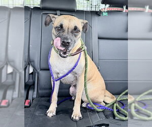 Chloe - Female Pug-Unknown Mix Dog for Adoption - Photo #6