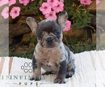Max - Male French Bulldog Puppy for Sale - Photo #3