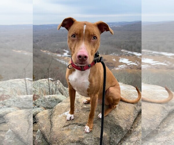 Medium Photo #6 American Pit Bull Terrier-Blue Lacy Mix Puppy For Sale in Rockaway, NJ, USA