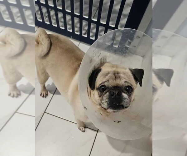 Medium Photo #2 Pug Puppy For Sale in Lakewood, CO, USA