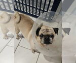 Small #1 Pug