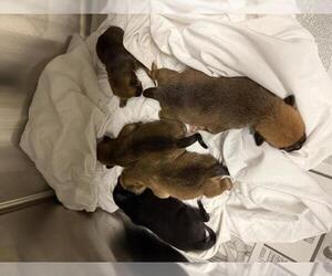 German Shepherd Dog-Unknown Mix Dogs for adoption in Riverside, CA, USA
