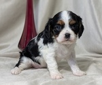 Small #5 Cavalier King Charles Spaniel