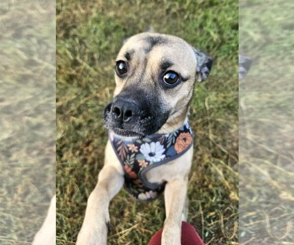 Medium Photo #12 Pug-Unknown Mix Puppy For Sale in Wakefield, RI, USA