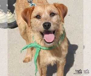 Labrador Retriever-Unknown Mix Dogs for adoption in Washington, DC, USA