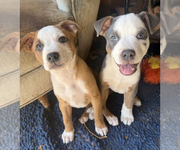 Medium Photo #10 Australian Shepherd-Unknown Mix Puppy For Sale in OKLAHOMA CITY, OK, USA