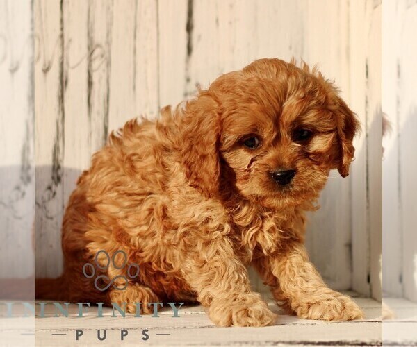 Medium Photo #3 Cavapoo (Miniature) Puppy For Sale in NEW HOLLAND, PA, USA