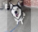Small #1 Siberian Husky Mix