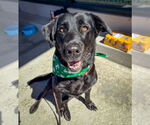 Small #4 Labrador Retriever