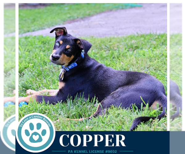 Medium Photo #4 Mutt Puppy For Sale in Kimberton, PA, USA