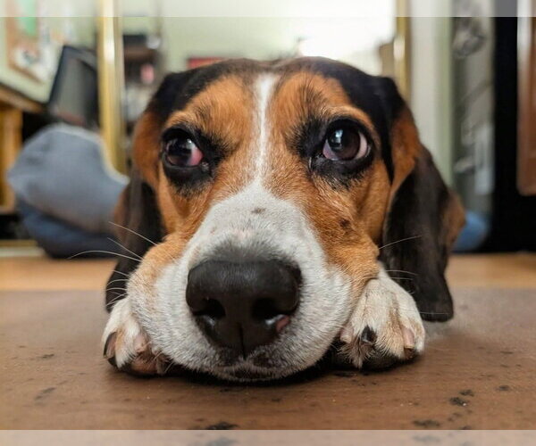Medium Photo #11 Beagle Puppy For Sale in Mundelein, IL, USA