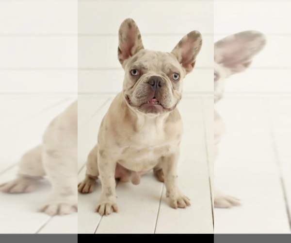 Medium Photo #1 French Bulldog Puppy For Sale in ADDISON, TX, USA
