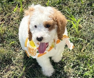 Goldendoodle Puppy for sale in FARMINGTN HLS, MI, USA