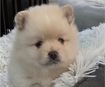 Small Photo #3 Pomeranian Puppy For Sale in MENIFEE, CA, USA